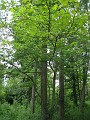 Matthaei Botanical Gardens 2010 0450